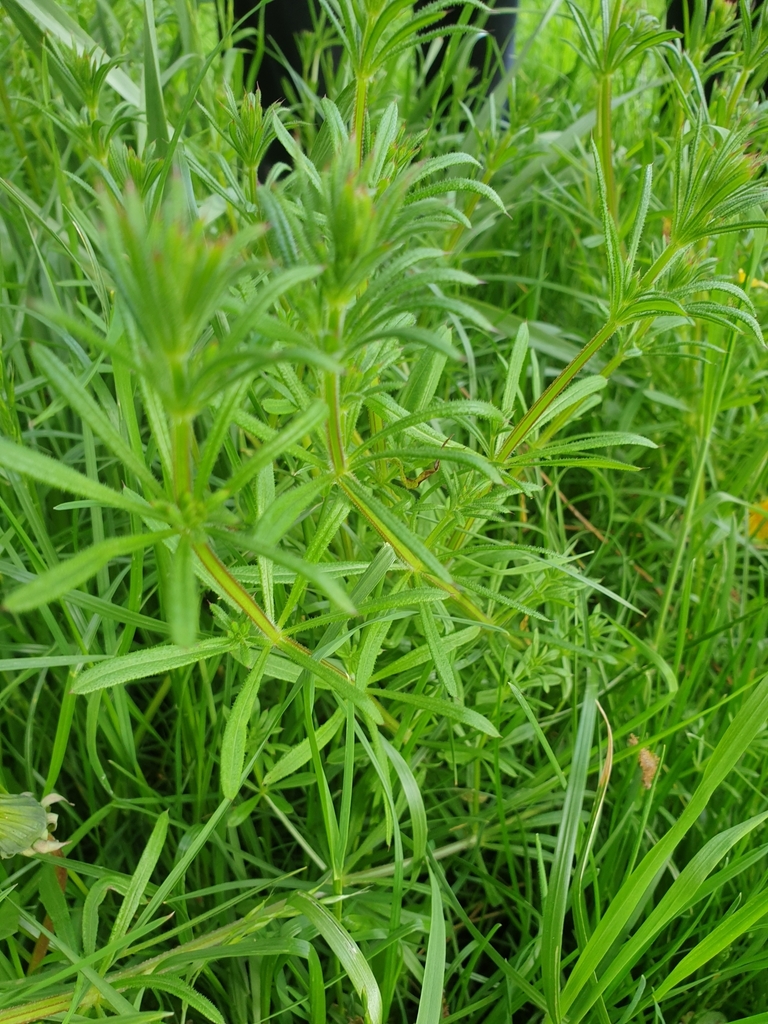 catchweed bedstraw from Harrow HA3 0PQ, UK on 29 April, 2023 at 03:15 ...