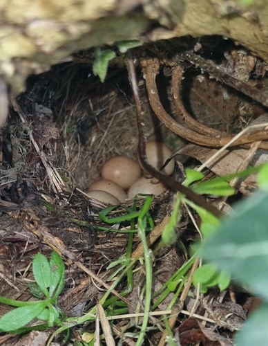 Paprastoji karietaitė nuotrauka