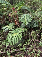 Monstera deliciosa image