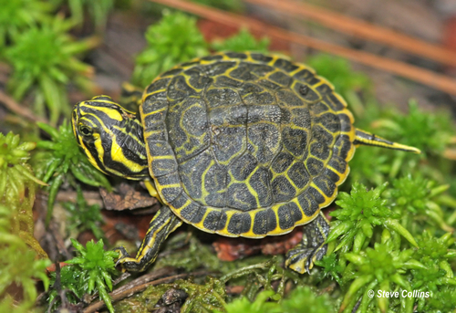 Coastal Plain Cooter