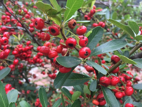 Chinese Firethorn (Pyracantha fortuneana) · iNaturalist