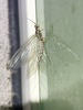 Ephemera pictipennis - Photo (c) ashiok, all rights reserved