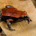 Red-backed Brood Frog - Photo (c) J.P. Lawrence, all rights reserved