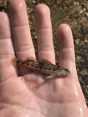 Cherry Darter