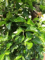 Morinda citrifolia image