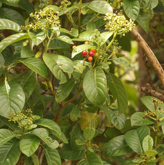 Psychotria nubiphila image