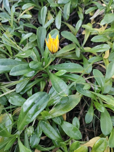 Trailing Treasureflower