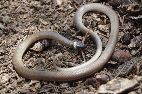 Bocourt's Black-headed Snake
