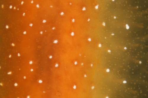 White-speckled Dorid