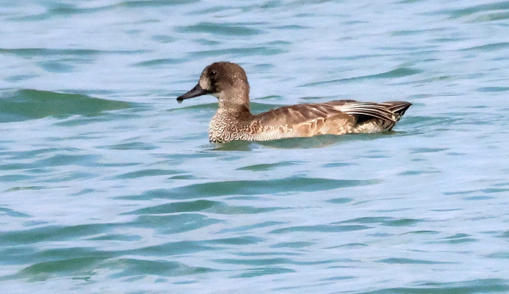 Falcated Duck in April 2023 by YuehChi · iNaturalist