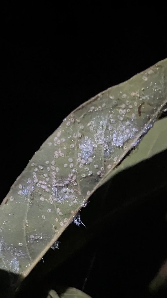 Hatching Insects April Insects in April 2023 by Sachin. Not sure. Many eggs are there, can’t ...