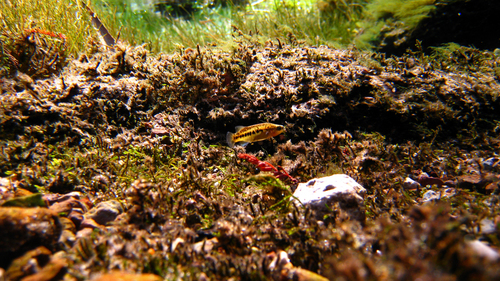 Rainbow Characodon