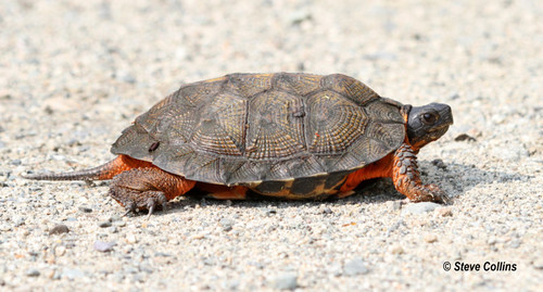 Wood Turtle