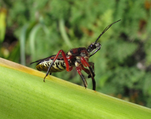 Yellow-bellied Bee Assassin