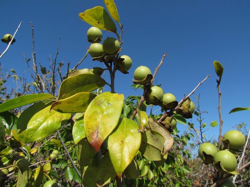 Diospyros yucatanensis · iNaturalist