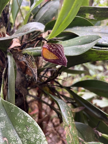 Zootrophion dayanum