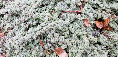 Woolly Thyme (Thymus pseudolanuginosus)