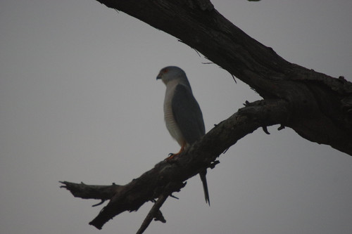 Shikra