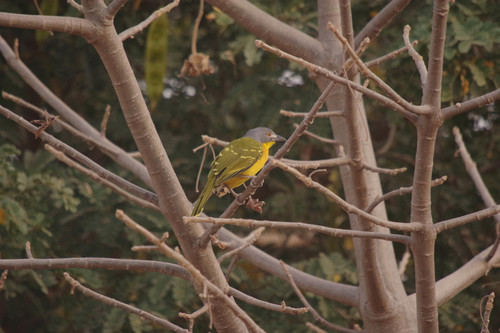 Grey-headed Bushshrike