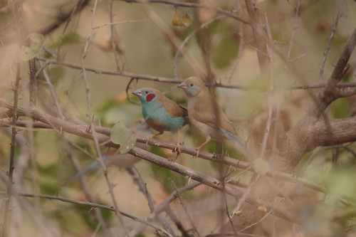 Red-cheeked Cordonbleu