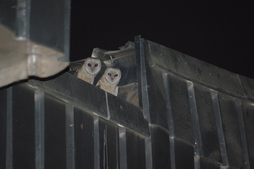 African Barn Owl