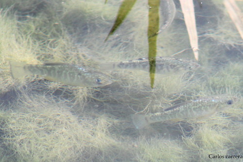 Bolson Pupfish