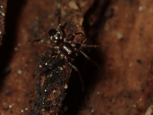 Phrurolithus nipponicus