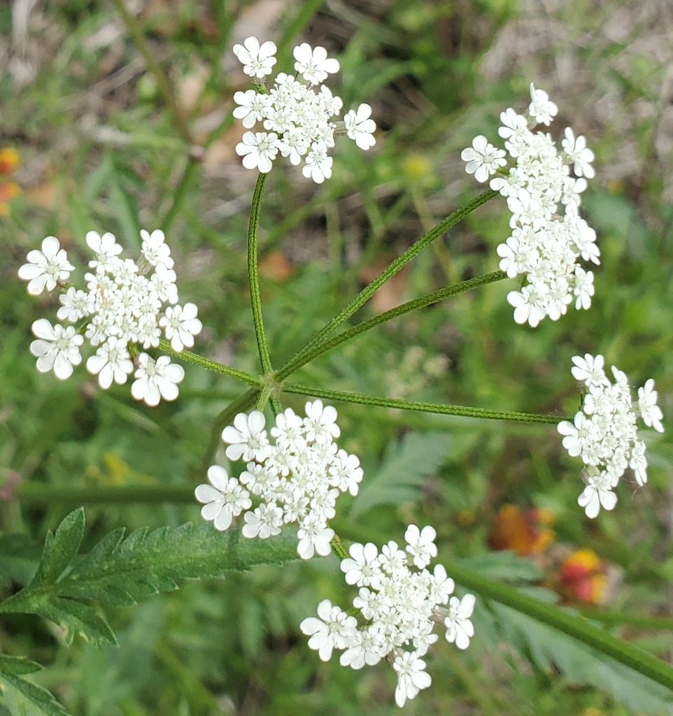 Torilis arvensis — a medium houseplant, prefers partial sun light