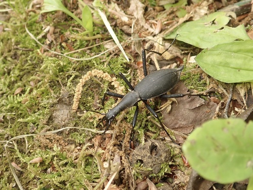 Snail-eating Beetle (Carabus blaptoides) · iNaturalist