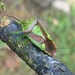 Hawthorn Shield Bug - Photo (c) hellybootwader, all rights reserved, uploaded by hellybootwader
