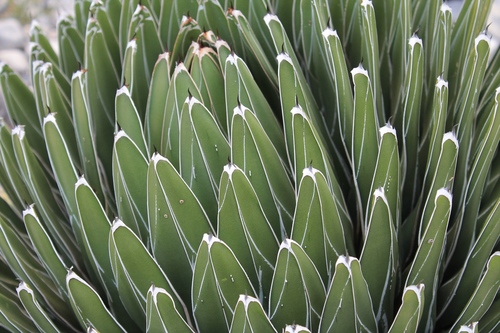 Queen Victoria Agave