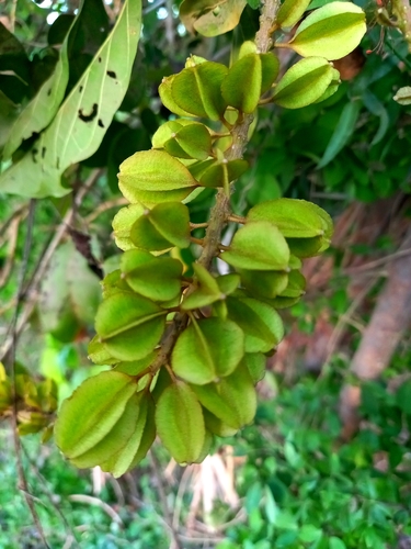 Combretum farinosum