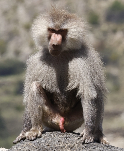 Hamadryas Baboon