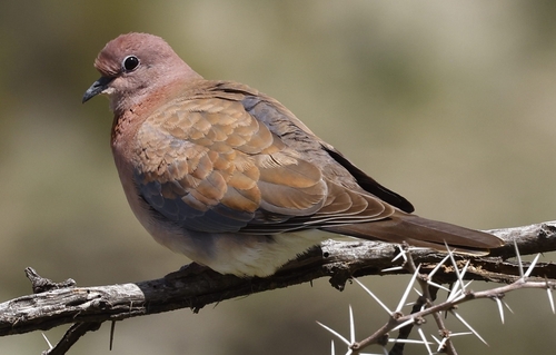Laughing Dove