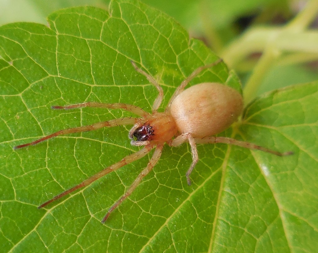 garden ghost spider (Spiders of Missouri) · iNaturalist