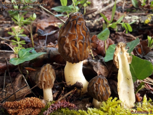 Semifree Morel