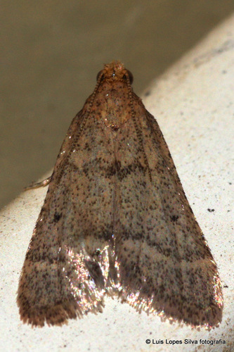 Bostra obsoletalis