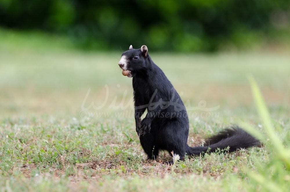 Fox Squirrel