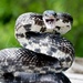 Eastern/Gray Ratsnake Complex - Photo (c) William Wise, all rights reserved, uploaded by William Wise