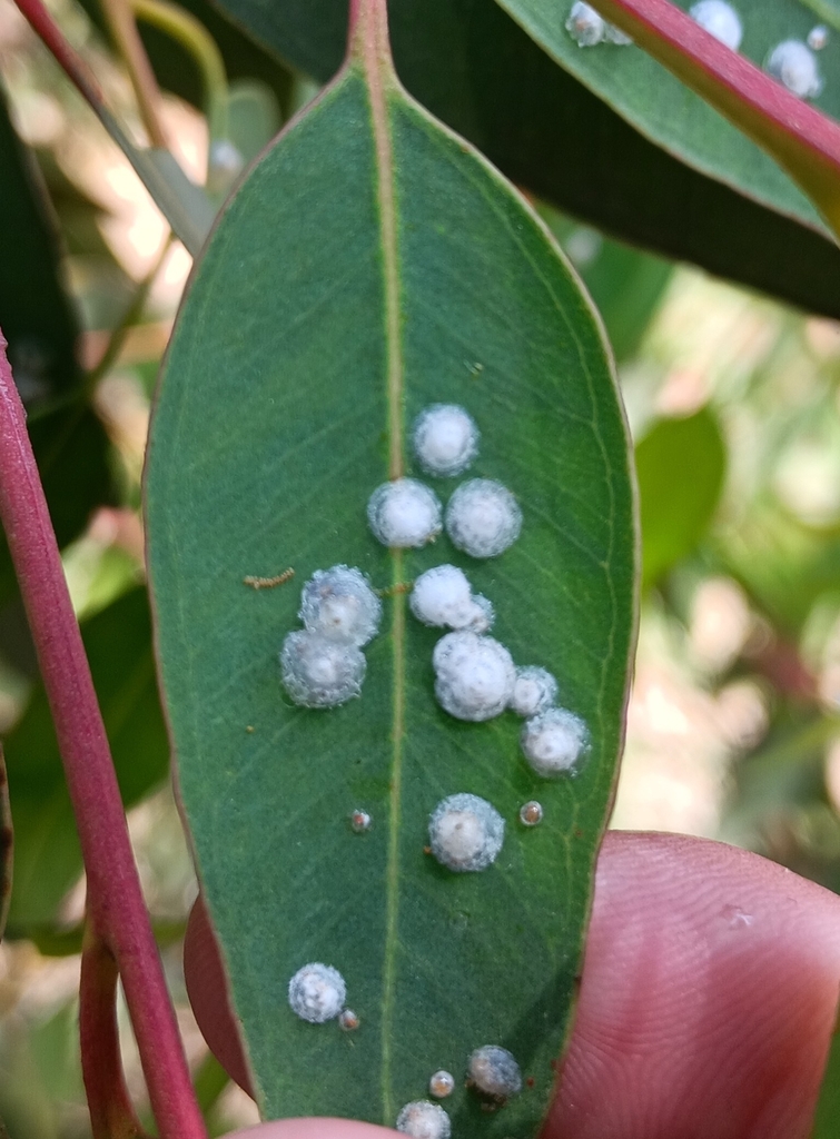 red-gum-lerp-psyllid-from-22790-b-c-m-xico-on-april-29-2023-at-02-46