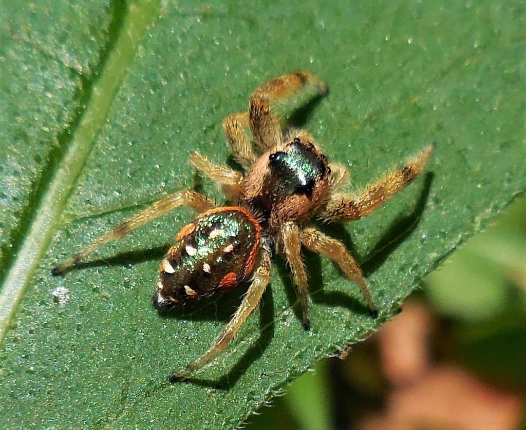 Golden Jumping Spider (Spiders of Missouri) · iNaturalist