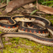 Valley Garter Snake - Photo (c) Alice Abela, all rights reserved