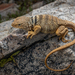 Desert Collared Lizard - Photo (c) Zeev NG, all rights reserved, uploaded by Zeev NG