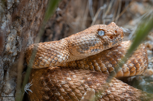 Southwestern Speckled Rattlesnake