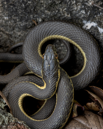 Two-striped Garter Snake