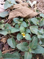 Calyptocarpus vialis image