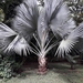 Bismarck Palm - Photo (c) Juan David Fernandez, all rights reserved, uploaded by Juan David Fernandez