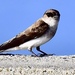 Grey-throated Martin - Photo (c) j830, all rights reserved