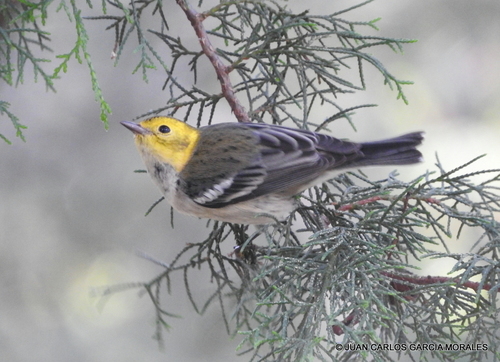 Hermit Warbler