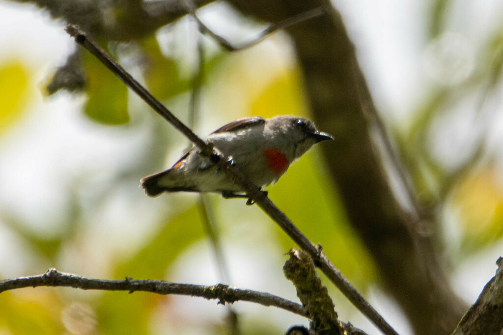 Ashy Flowerpecker photo
